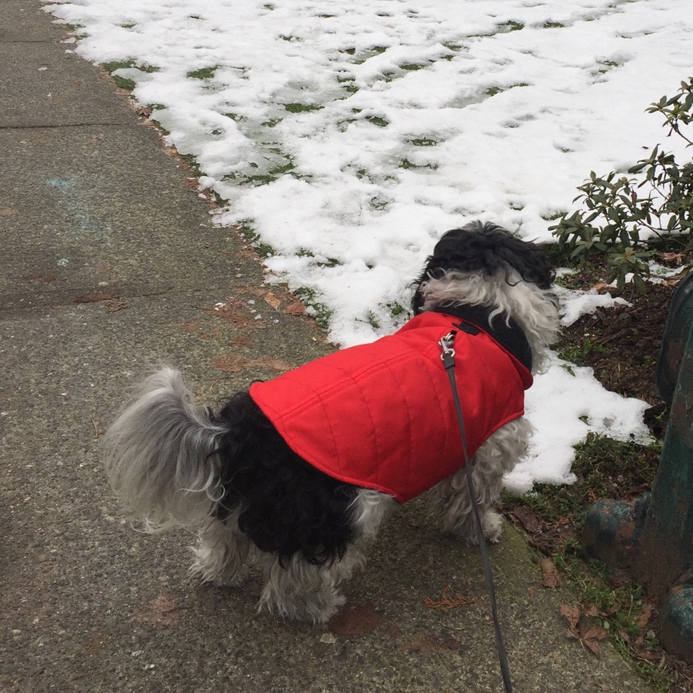 Scooter's Friends Puffy Red Dog Coat
